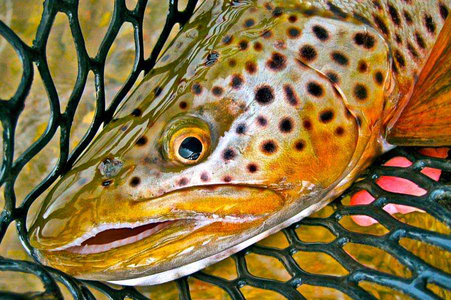 a-grand-cycle-in-jackson-hole