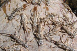 stoneflies-jackson-hole-fishing