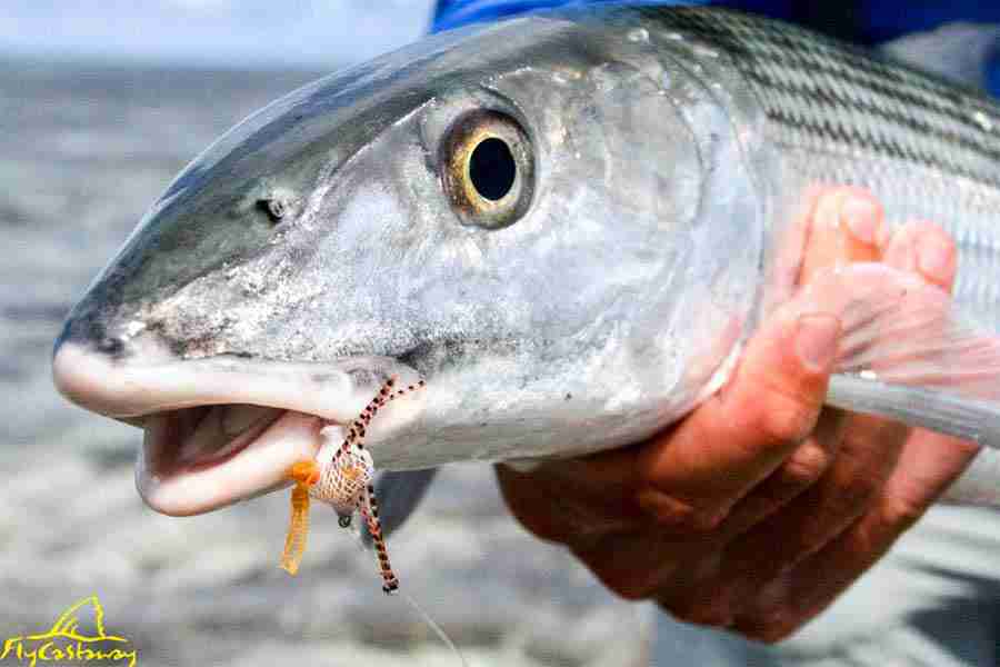 abaco-lodge-josh-gallivan-november-2017