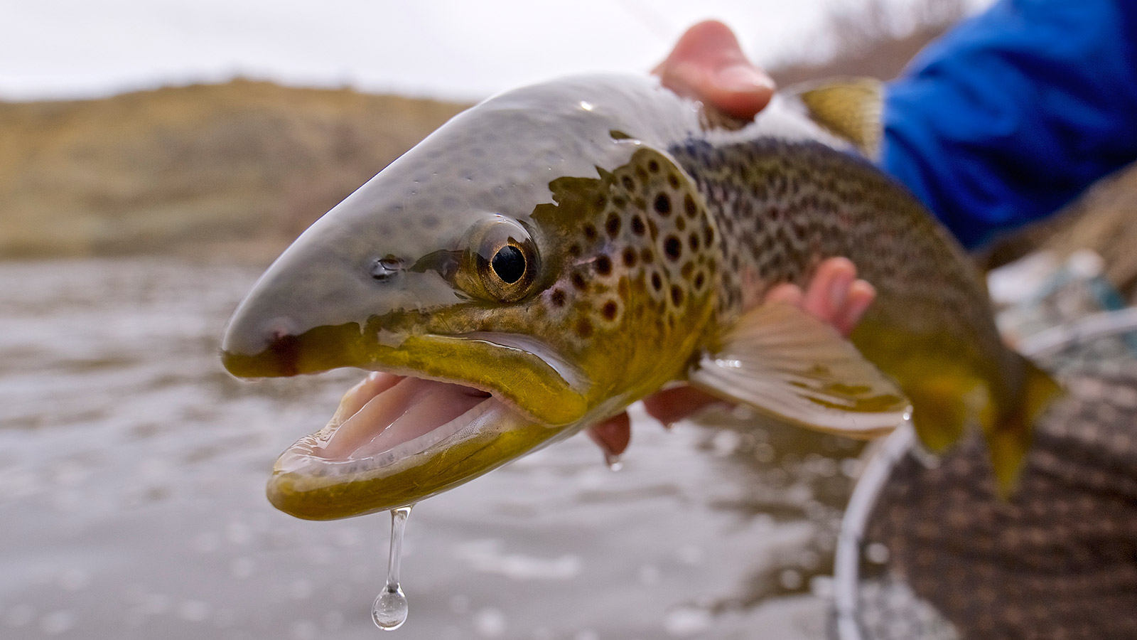 Jackson Hole Wyoming Fly Fishing Report angler holding trout
