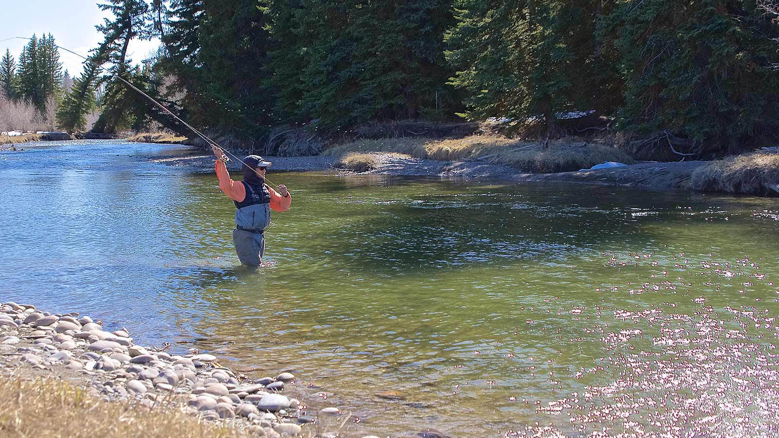 Jackson Hole Wading Fly Fishing Trips guide casting into the snake river wyoming
