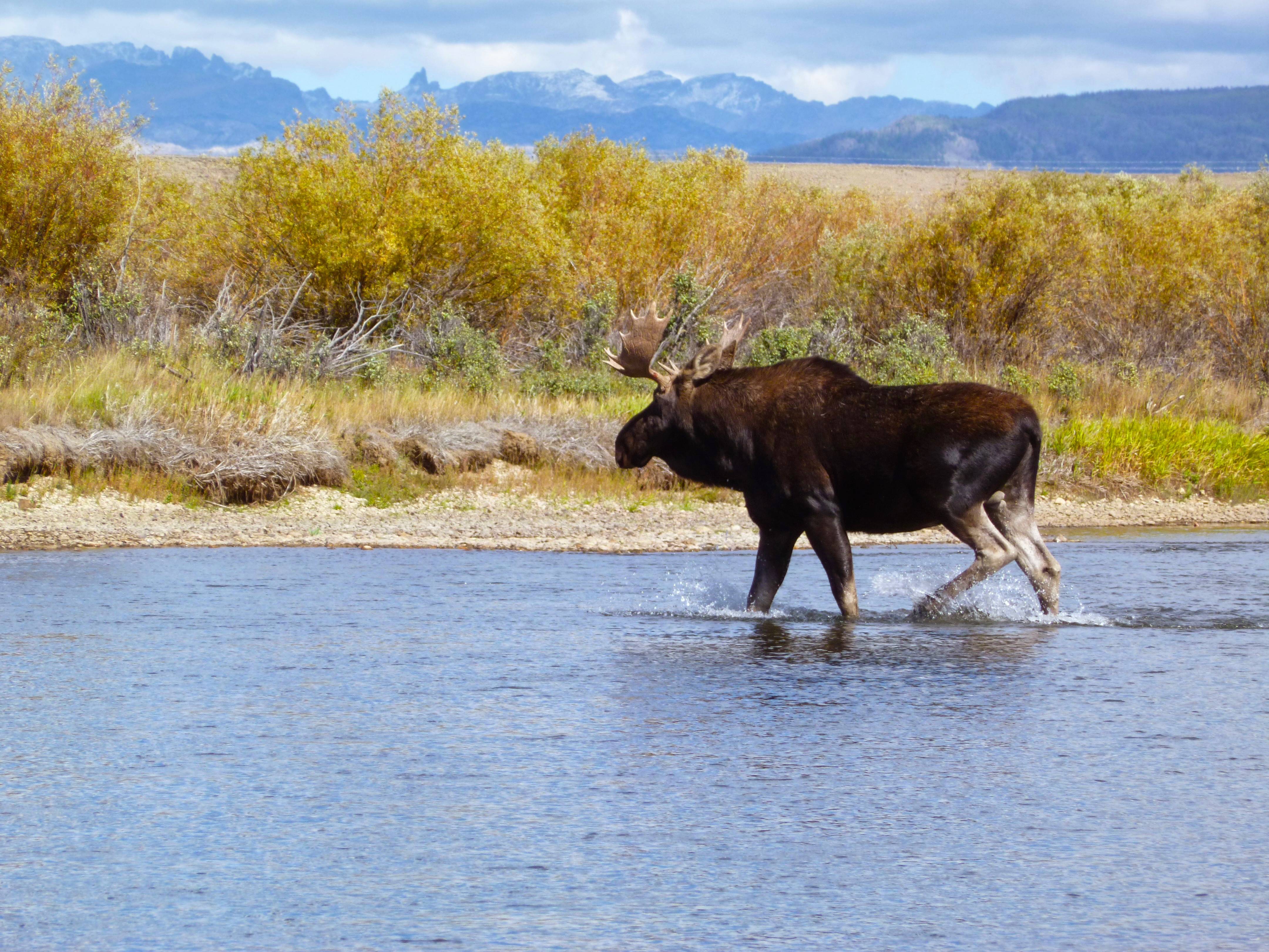 A moose crossing the Green River Wyoming Fishing