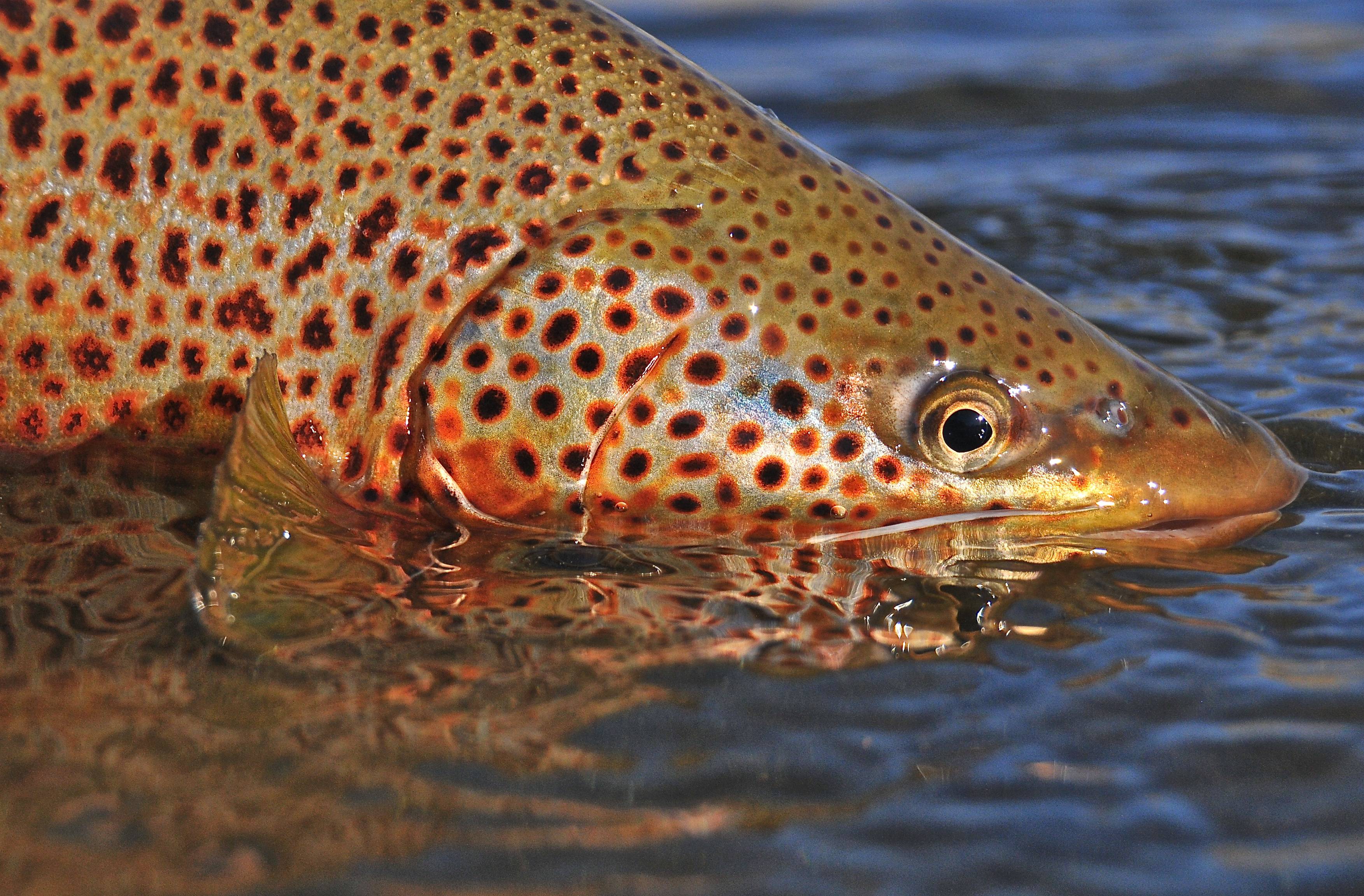 Green River Wyoming Fishing close up on trout into the water