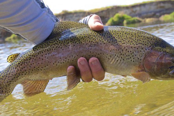 Green River Wyoming Fishing releasing a trout
