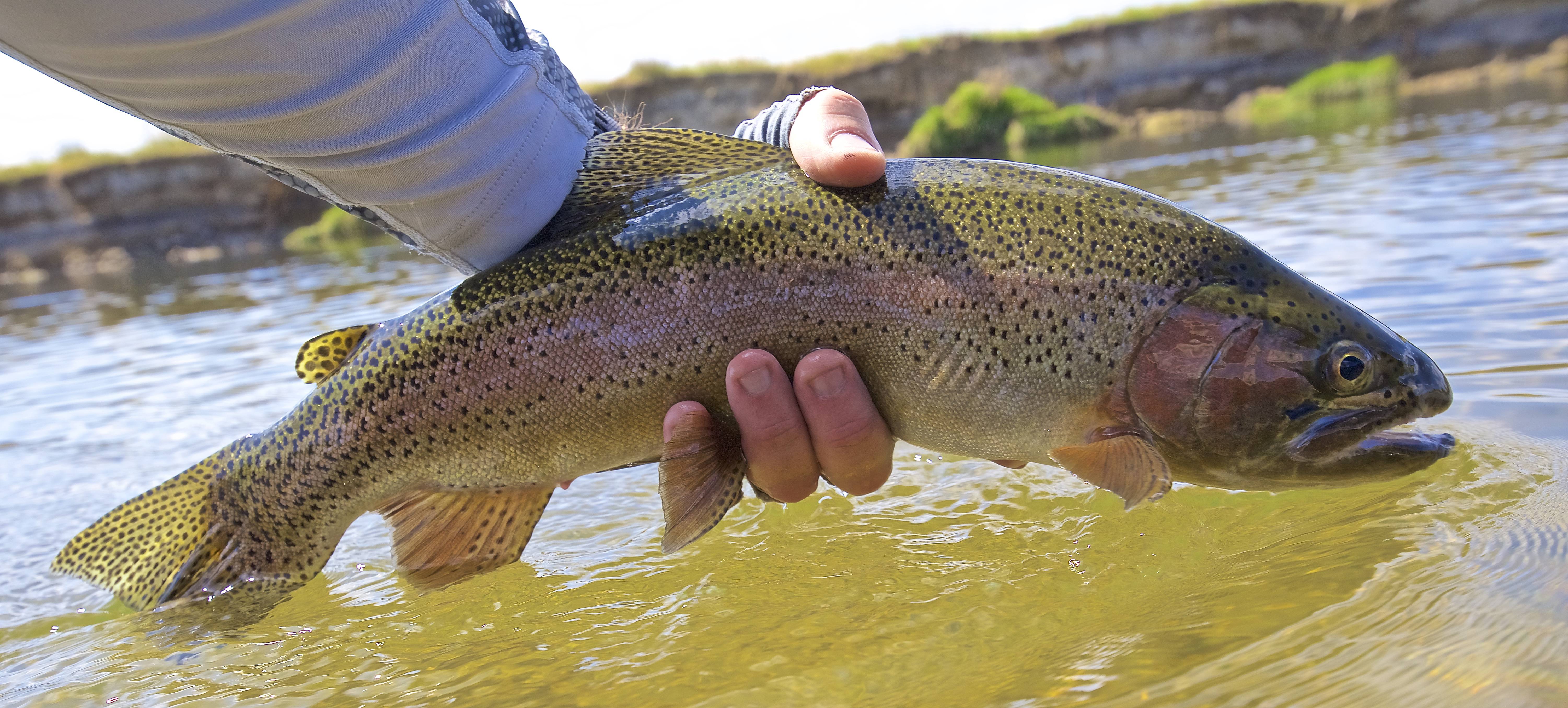 Green River Wyoming Fishing releasing a trout