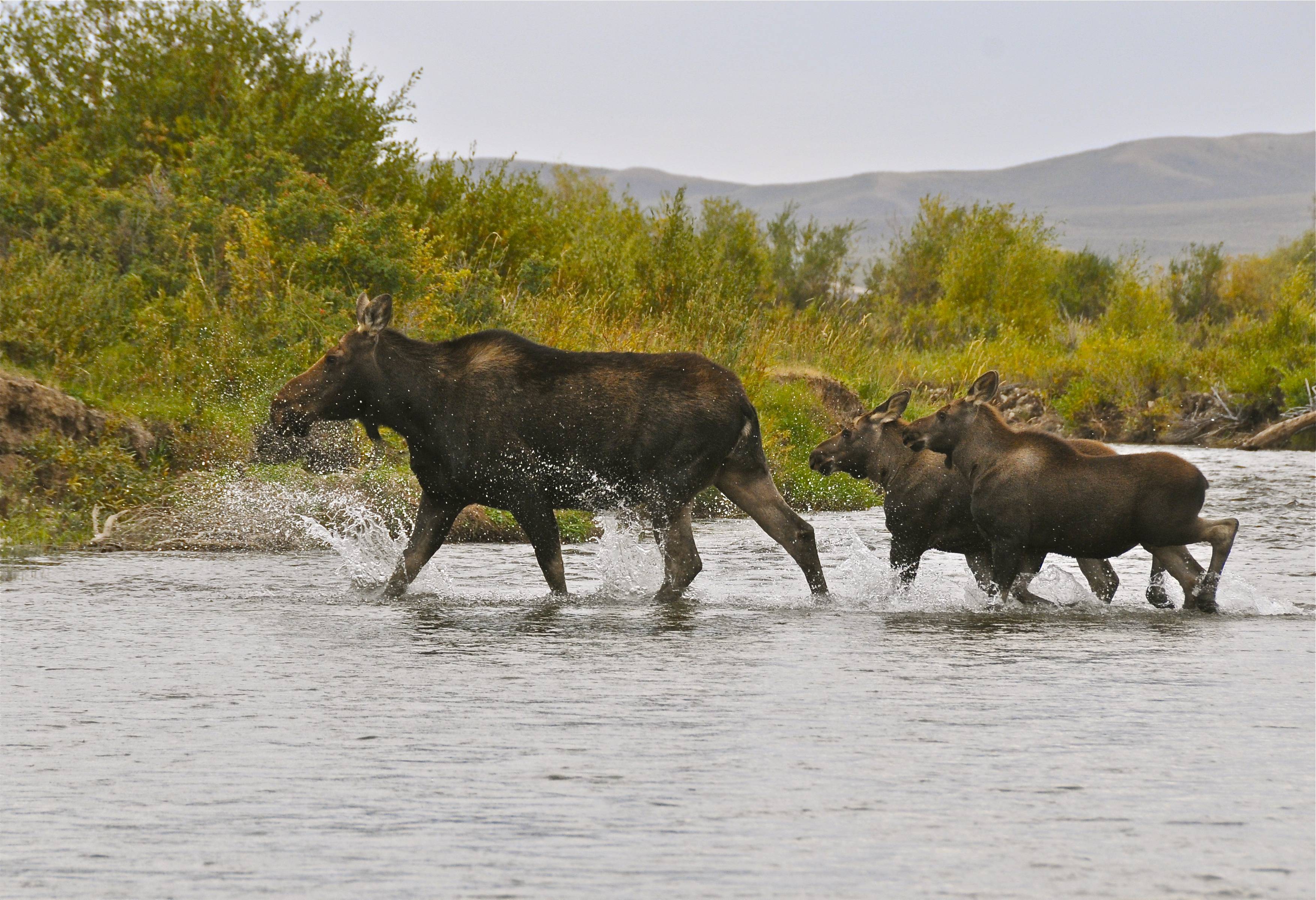 Green River Wyoming Fishing moose with baby