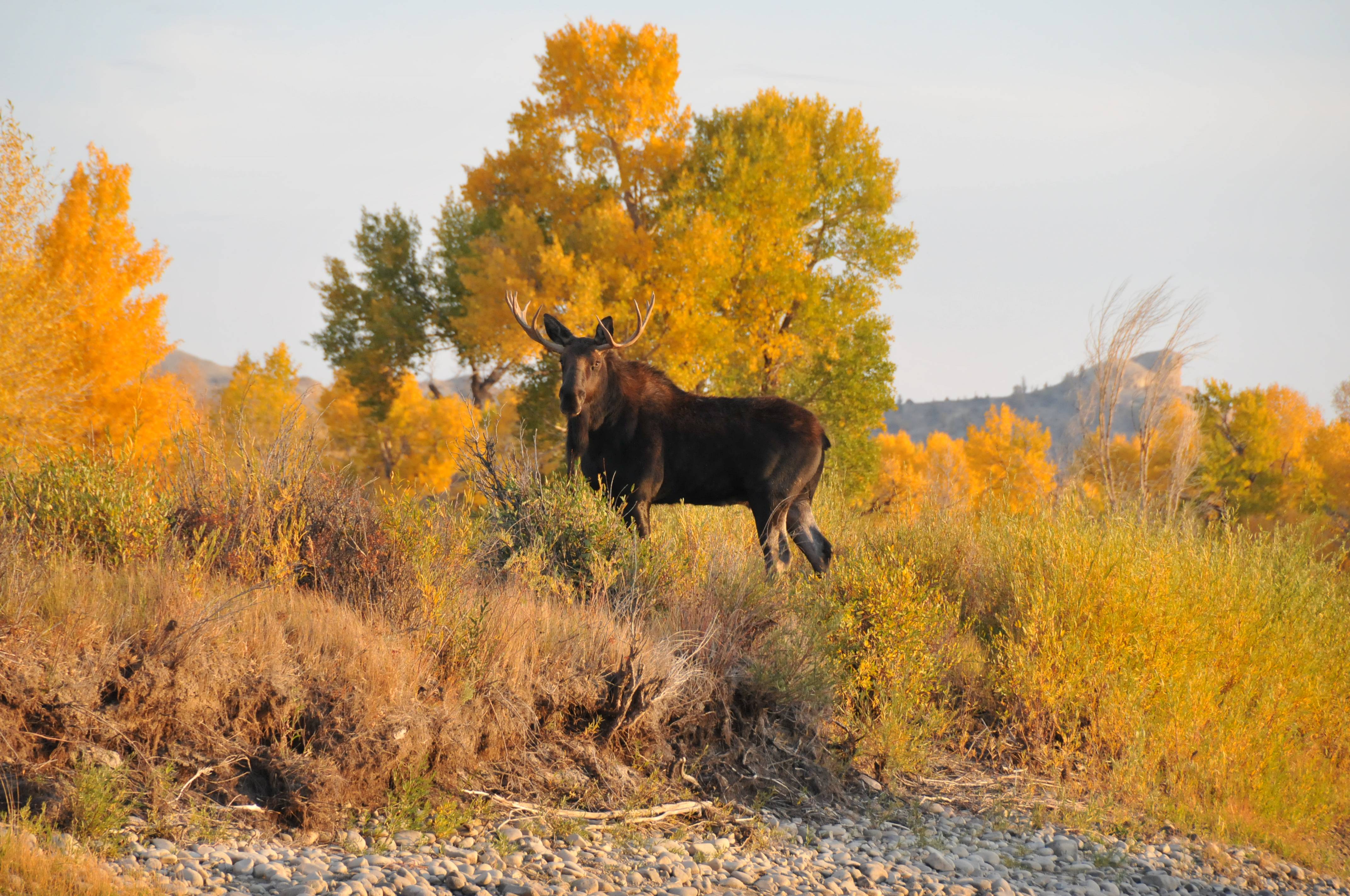 Green River Wyoming Fishing moose on the banks