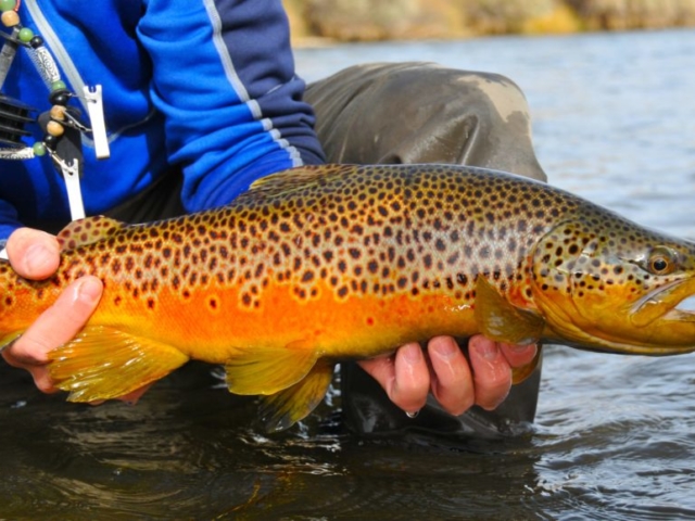 Green River Wyoming Fishing beautiful trout