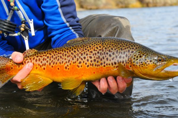 Green River Wyoming Fishing beautiful trout