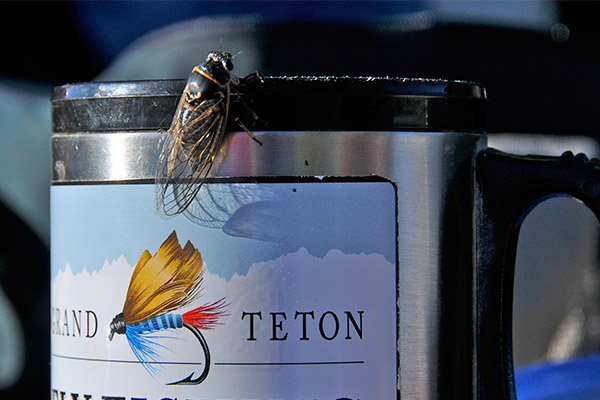 Jackson Hole Fly fishing hatch chart fly on coffee mug