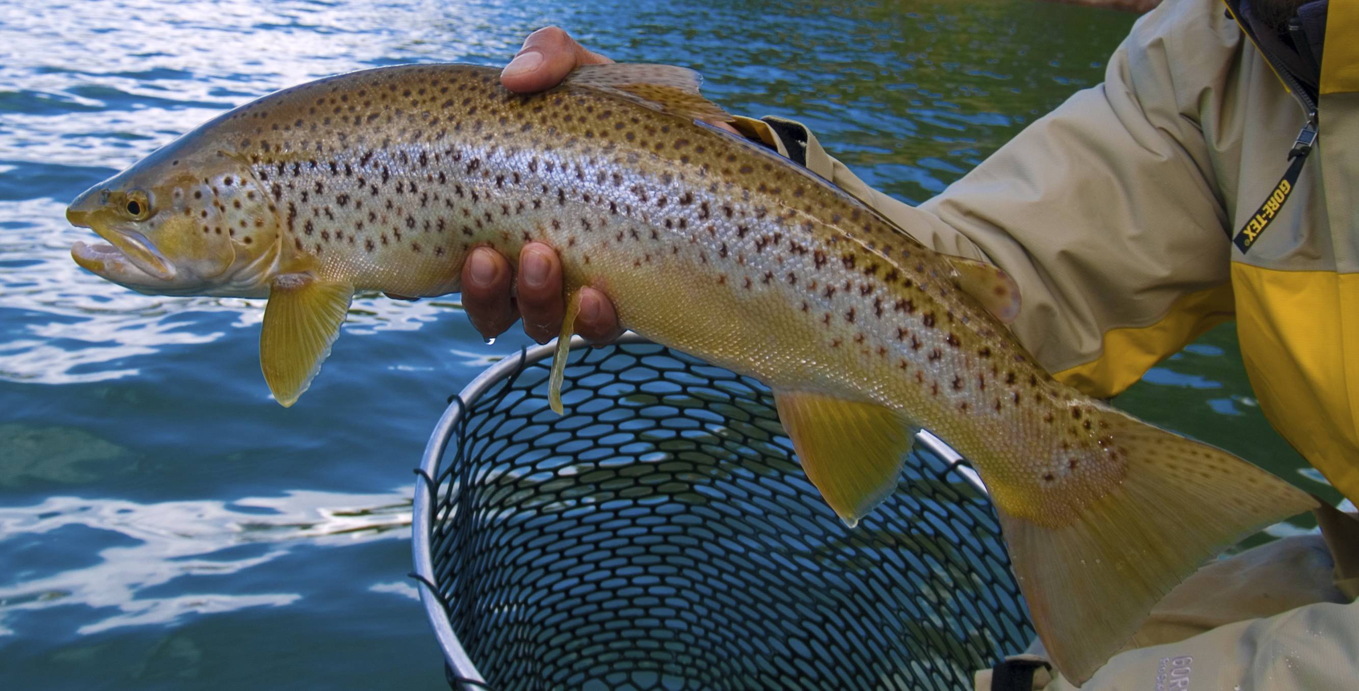 lewis lake in yellowstone trout from net