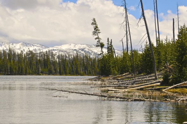 lewis lake in yellowstone shore with snow in background