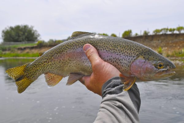 New Fork River trout in hand