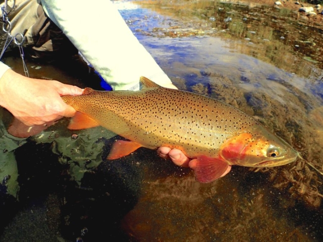 Salt River Wyoming trout in hand