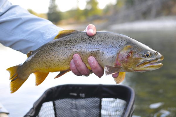 Snake River fly fishing trout in hand