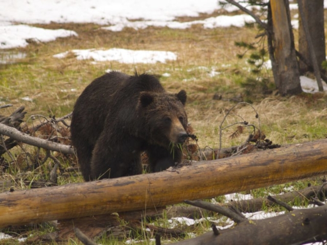 yellowstone lake fishing guides grizzly bear