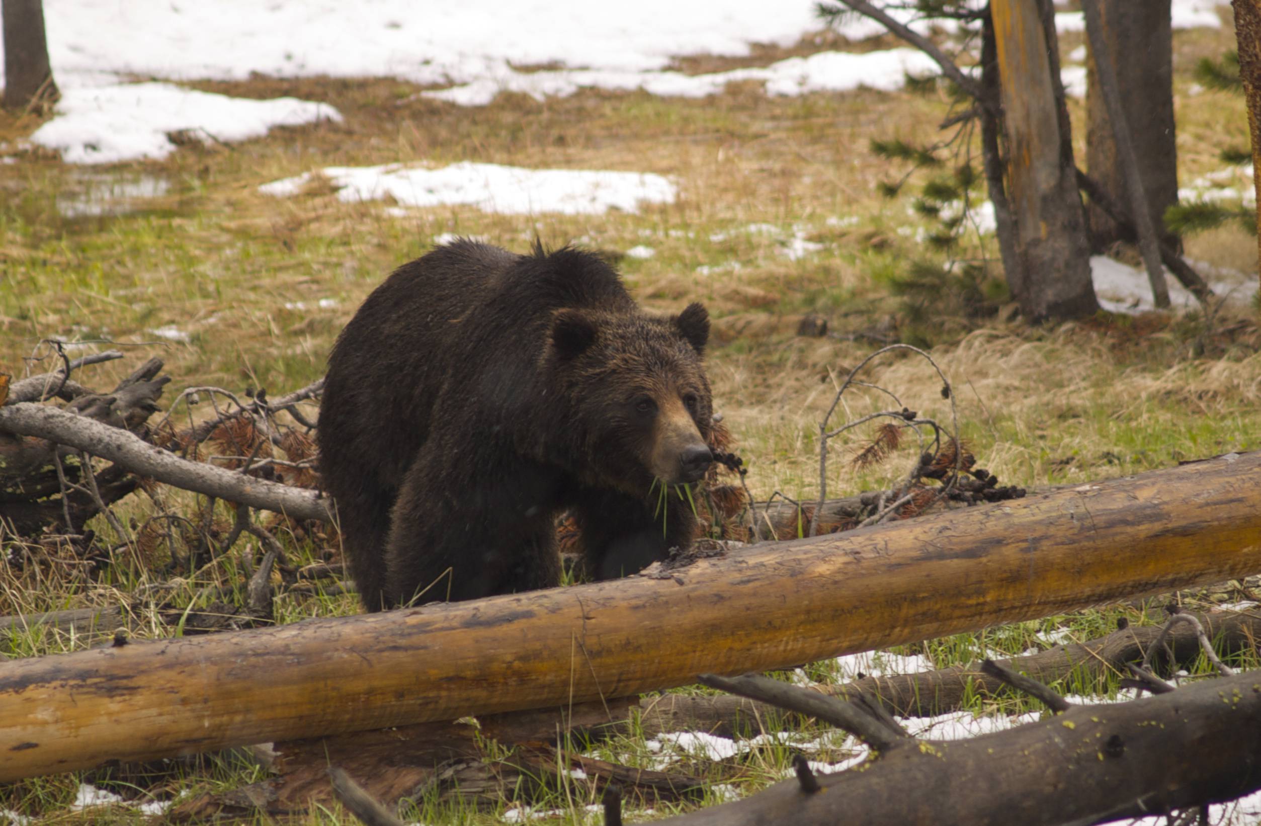 yellowstone lake fishing guides grizzly bear