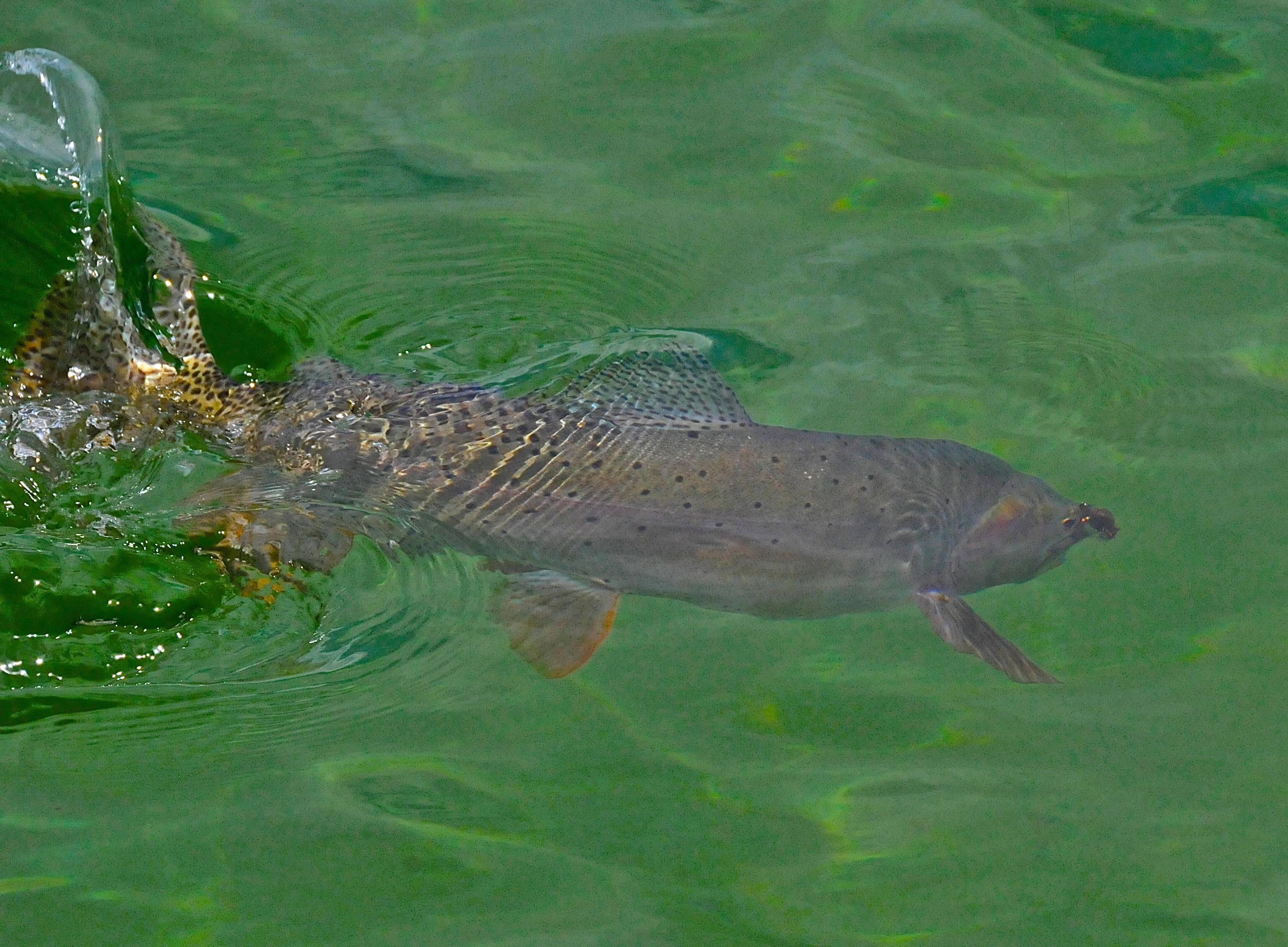 yellowstone lake fishing guides releasing trout