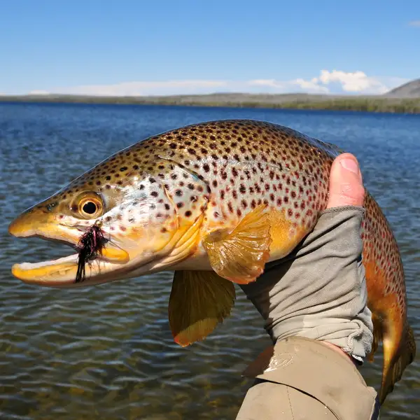 Fly Fishing Yellowstone